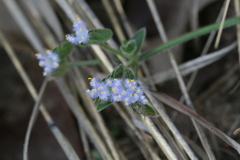 Cyanotis tuberosa